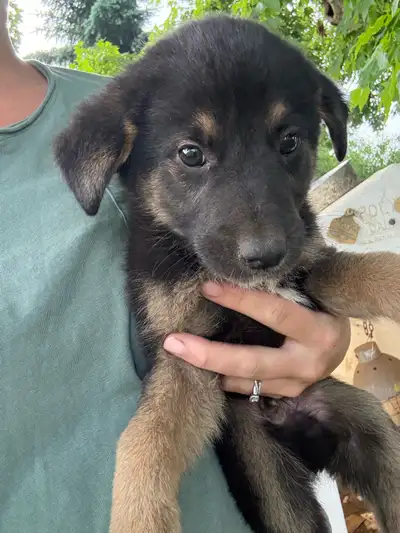Shepherd X Collie Puppies, View more