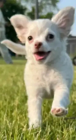 Charming angelic, Cream Colored Chihuahua Puppies Ready for Their Forever Homes! We have two adorabl...