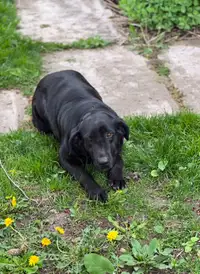 Labrador female dog
