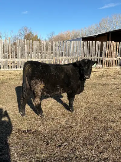 Grass raised yearling purebred Balck Angus bull DOB Jan 11, 2025 BW 90lbs Raised on forage so no shr...