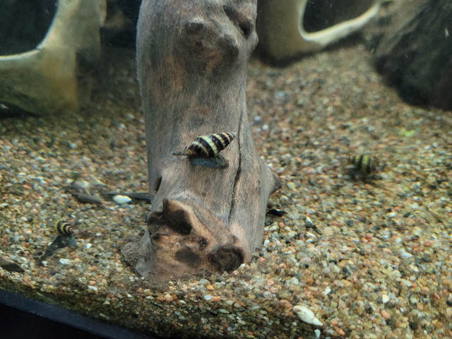 Assassin Snails in Fish for Rehoming in Charlottetown