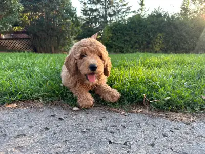 beautiful F1B Golden doodle, View more