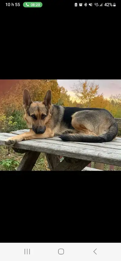 Chiots Berger Allemand, View more