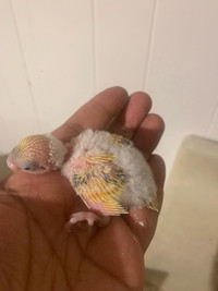 Babies budgie perruches