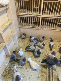 Pigeons racing and homing