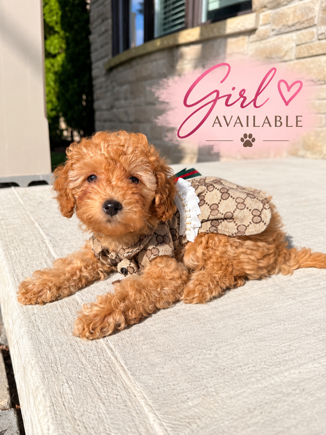 Toy poodle puppies in Dogs & Puppies for Rehoming in City of Toronto - Image 8