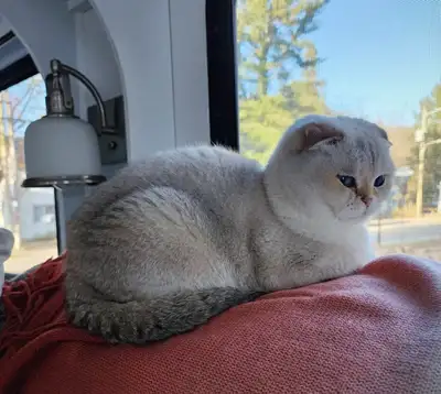 3 femelles Scottish pure race enregistrées à la recherche d’une bonne famille. Scottish Fold (photo...