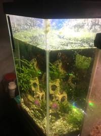 20 gallon hexagon tank