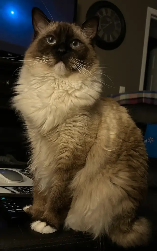 These Beautiful Ragdolls Need A Home