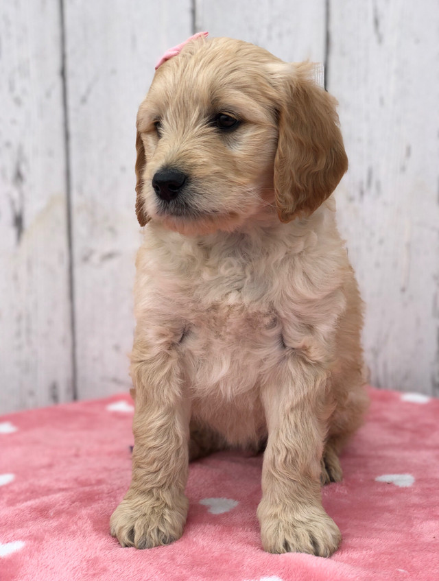 F1B Goldendoodle  in Dogs & Puppies for Rehoming in Edmonton