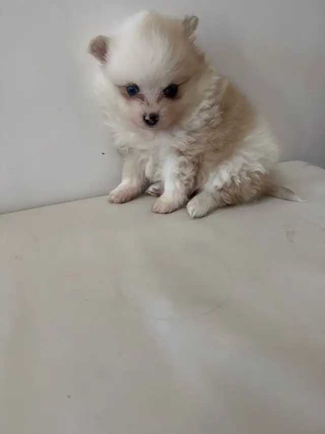 Gorgeous Pomeranian puppies are ready for a new family in Dogs & Puppies for Rehoming in Richmond - Image 4