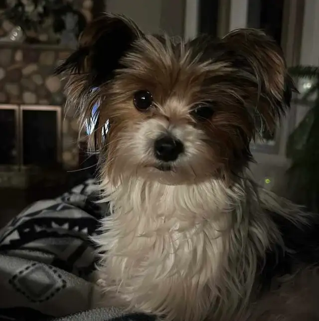 Biewer Terrier READY TO GO in Dogs & Puppies for Rehoming in Edmonton - Image 7