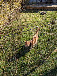 Dog run/pen fence  (tentatively claimed pending pick up)