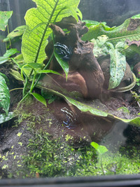 Male oyopok dart frogs