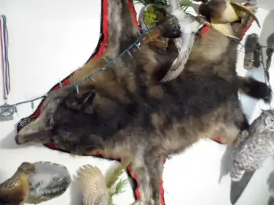 Alberta Wolf rug taxidermy, View more