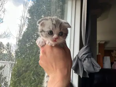 Kitten for rehome, View more