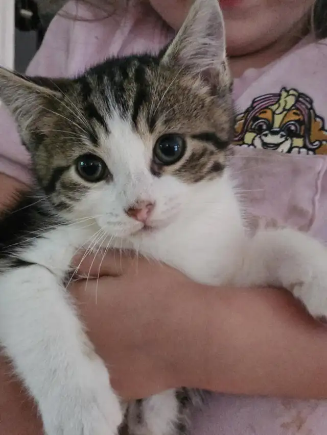 kitten   chaton  ready in Dogs & Puppies for Rehoming in Ottawa - Image 2