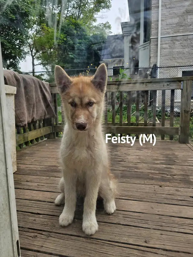 RARE Canadian Eskimo Puppy -Feisty (M) in Dogs & Puppies for Rehoming in Hamilton - Image 6