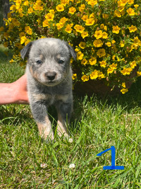 Purebred Australian Cattle dog puppies for Sale!