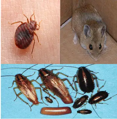 BED BUGS EXPERTS (REGISTERED) TREATMENT & PROACTIVE FOLLOW UP, View more