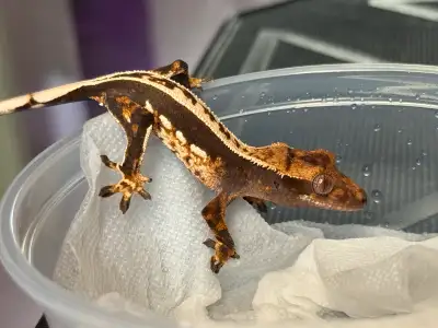 Empty back crested gecko , View more