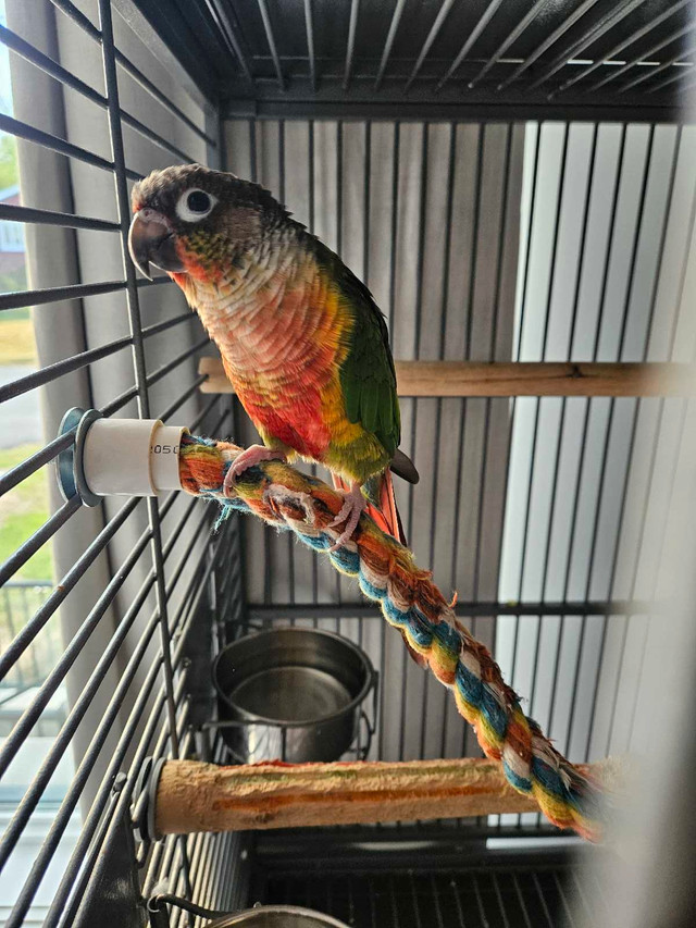 conure soleil dans Oiseaux à adopter  à Laval/Rive Nord - Image 2