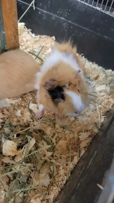 baby guinea pigs, View more