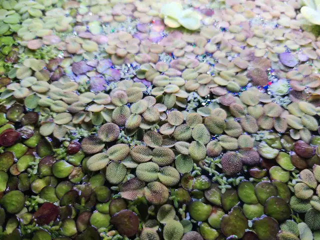 Aquarium floating plant - Water Spangles (Salvinia Cucullata) in Fish for Rehoming in Oakville / Halton Region - Image 3