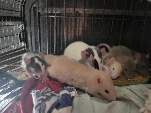 Male rats for adoption  dans Petits animaux à adopter  à Ville de Montréal - Image 3