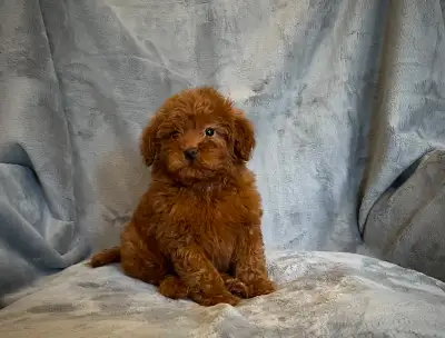 Beautiful Mini Goldendoodle puppies ready for loving homes. They are very friendly, gentle, and grea...