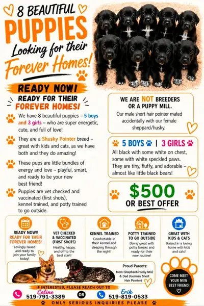 Puppies for rehome, View more