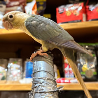 Hand fed baby conures for sale friendly and tamed! 
