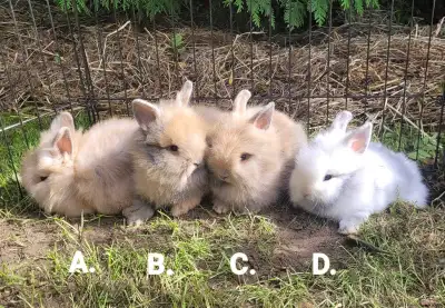 Adorable Baby Lionhead Bunnies, View more