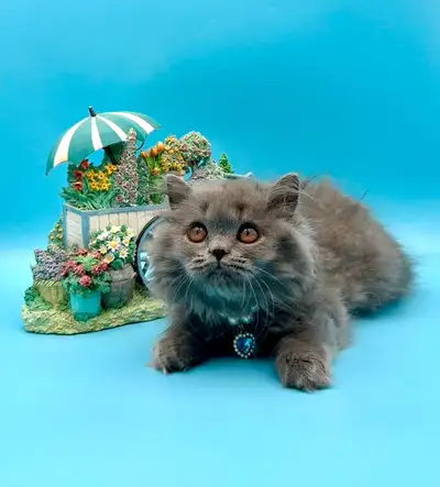 British Longhair male kitten, View more