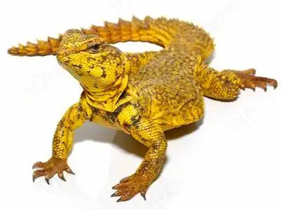 Uromastyx Geyri (Nigerian), View more