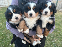 Bernese Puppies