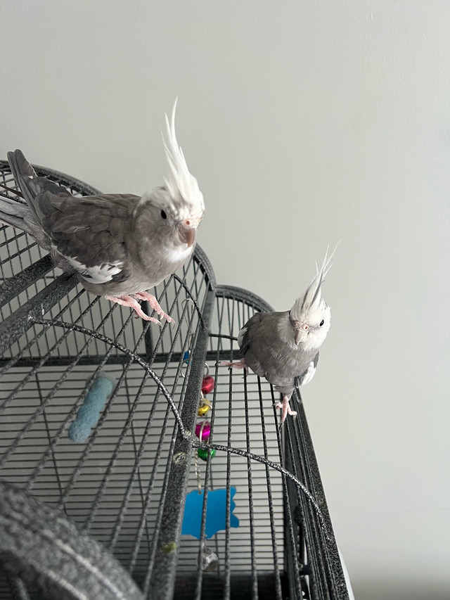 cockatiel couple dans Oiseaux à adopter  à Ville de Montréal - Image 3