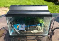 10 Gallon Fish Tank Full Setup