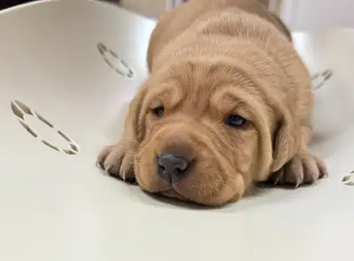 CKC British Labrador Puppies, View more