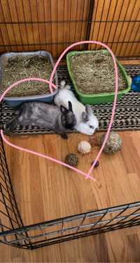 Two pet rabbits for sale - looking for good home