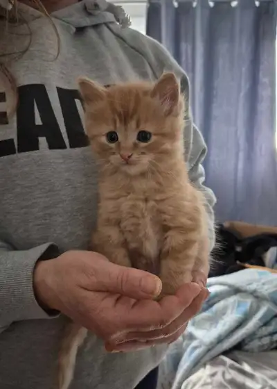American Wired Hair Kitten/Chaton, View more