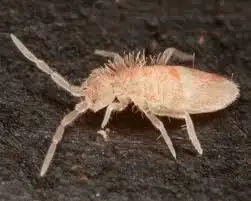 Tropical Pink Springtails, View more
