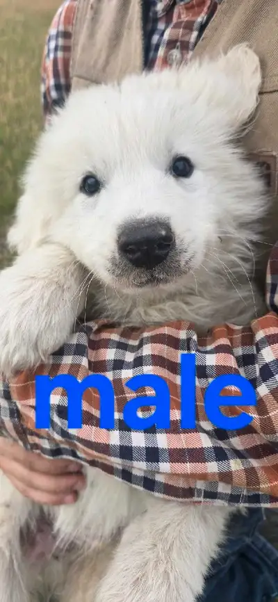 Pyrenees pups, View more