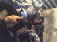 Coqs et poulettes à vendre à Hemmingford