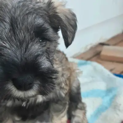Nous avons 3 femelles schnauzer nain disponible pour trouver leur famille. 1 blanche aux yeux bleus...