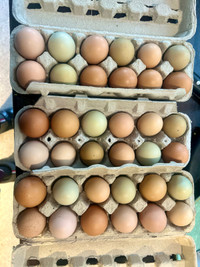 Farm fresh eating eggs 