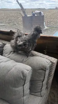 3 Silkie roosters for sale.  
