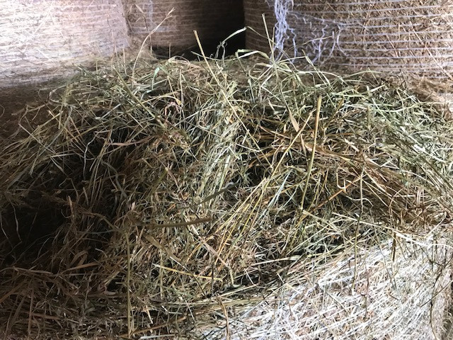 Round Bale Hay in Livestock in Charlottetown - Image 2