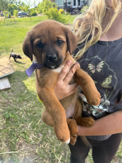 We have a beautiful litter of puppies looking for their forever homes! ————— These dogs will be loya...
