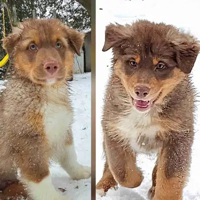 Australian Shepherd Puppies for sale (2), View more